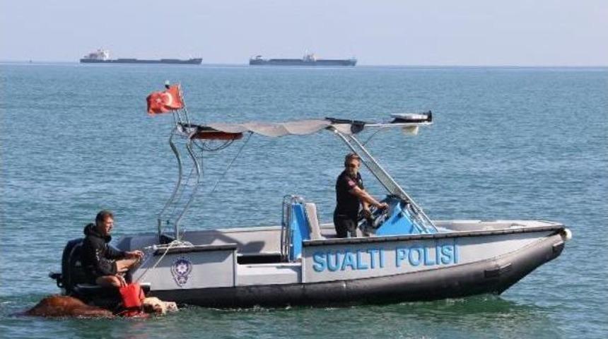 Gemiden Denize D&uuml;şen Tosunu Deniz Polisi Kurtardı