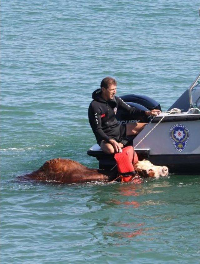 Gemiden Denize D&uuml;şen Tosunu Deniz Polisi Kurtardı 1