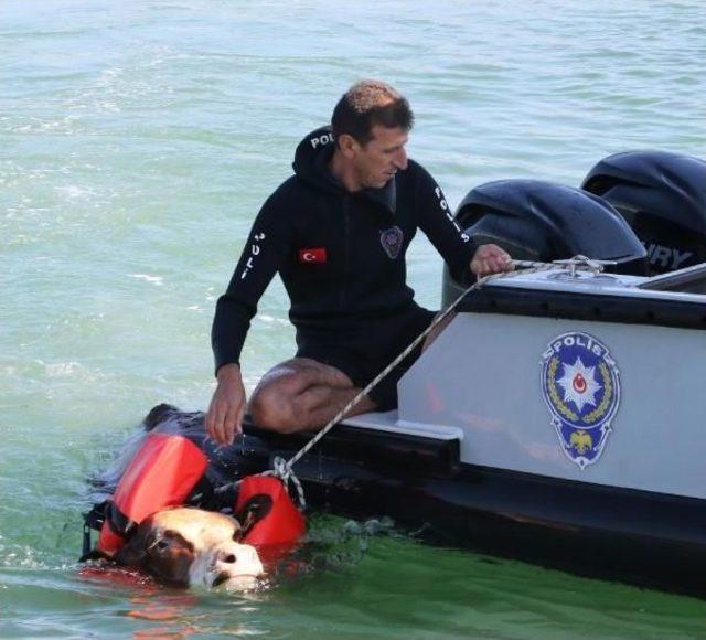 Gemiden Denize D&uuml;şen Tosunu Deniz Polisi Kurtardı 2