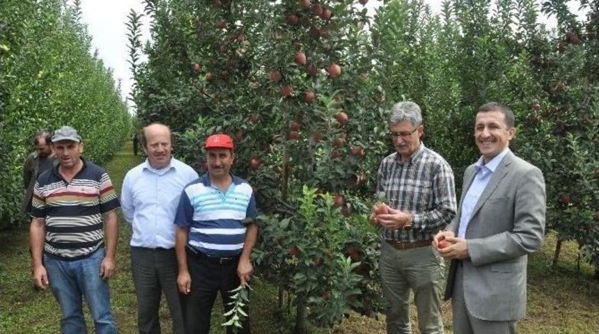 G&ouml;lc&uuml;k Yeşil Elma Festivali Başlıyor