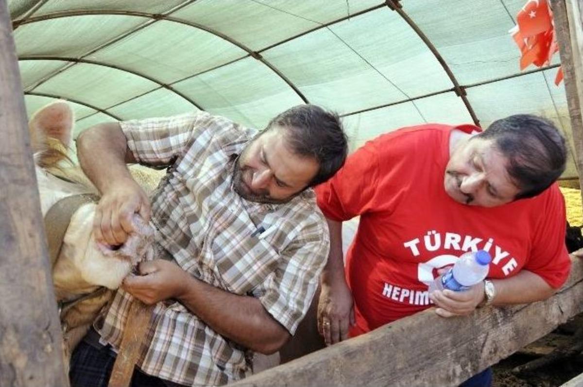 Antalya&rsquo;da Kurbanlıkların Y&uuml;zde 70&rsquo;i Satıldı