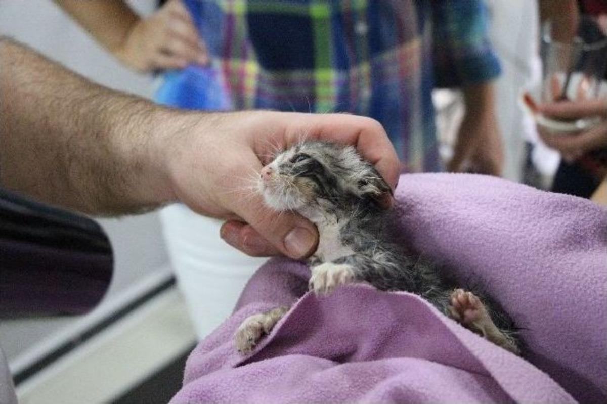 Sokak K&ouml;peği, Yavru Kedinin Hayatını Kurtardı