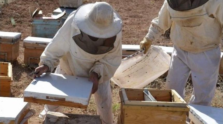 Beğendik&rsquo;de 12 Ton Bal Bekleniyor