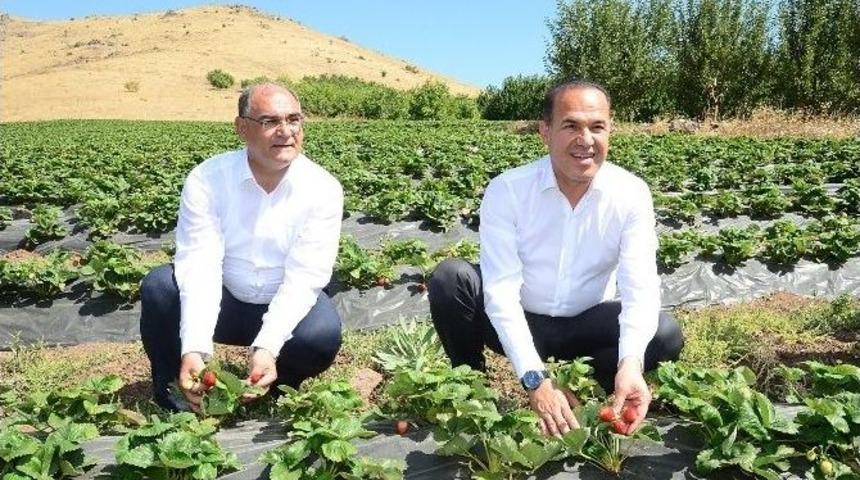 Pozantı&rsquo;da &Ccedil;ilek Hasadı