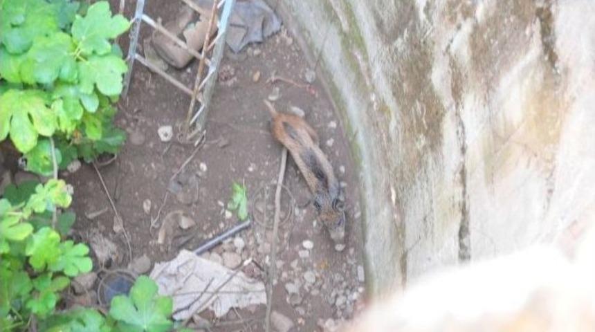 Kuyuya D&uuml;şen Yavru Yaban Domuzunu Kurtarmak İ&ccedil;in Seferber Oldular