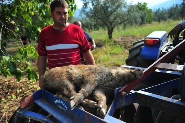 Kuyuya Düşen Yavru Yaban Domuzunu Kurtarmak İçin Seferber Oldular