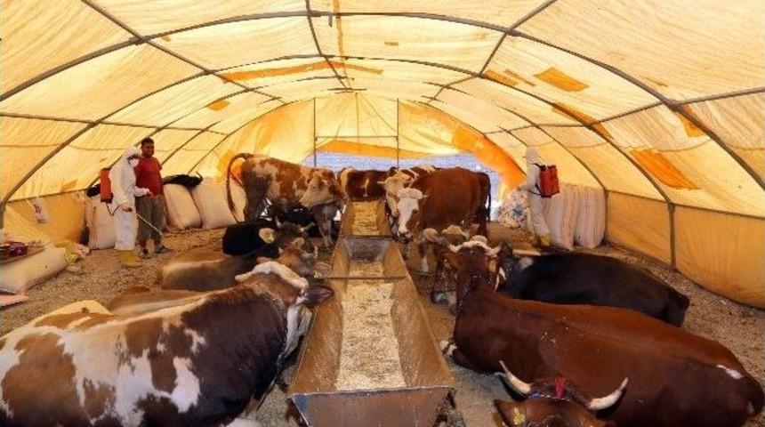 Talas&rsquo;ta Kurban Yeri Hazırlığı