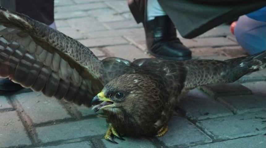 Tarlasında Bulduğu Kanadı Kırık Şahine Sahip &Ccedil;ıktı