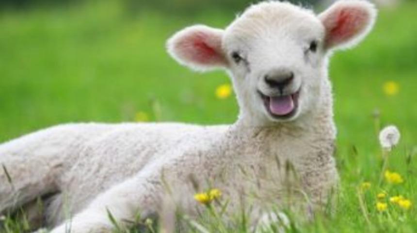 Muğla&rsquo;da 435 Bin 328 K&uuml;&ccedil;&uuml;kbaş Hayvan Var