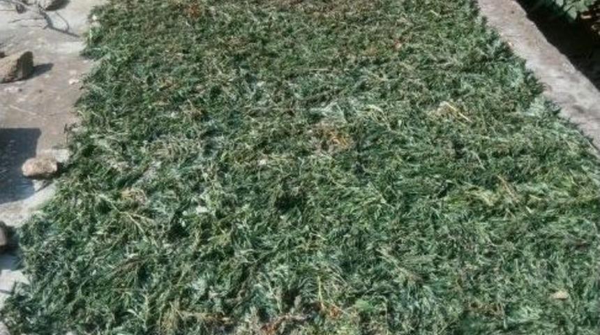 Kiraz Bah&ccedil;esinde Uyuşturucu Baskını