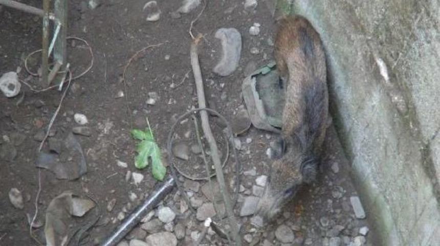 Kuyuya D&uuml;şen Yavru Domuzu Itfaiye Kurtardı