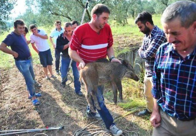 Kuyuya Düşen Yavru Domuzu Itfaiye Kurtardı