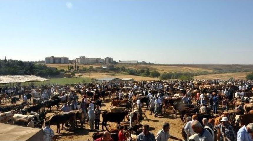 Kahta&rsquo;da Kurbanlık Satışları Hız Kazandı