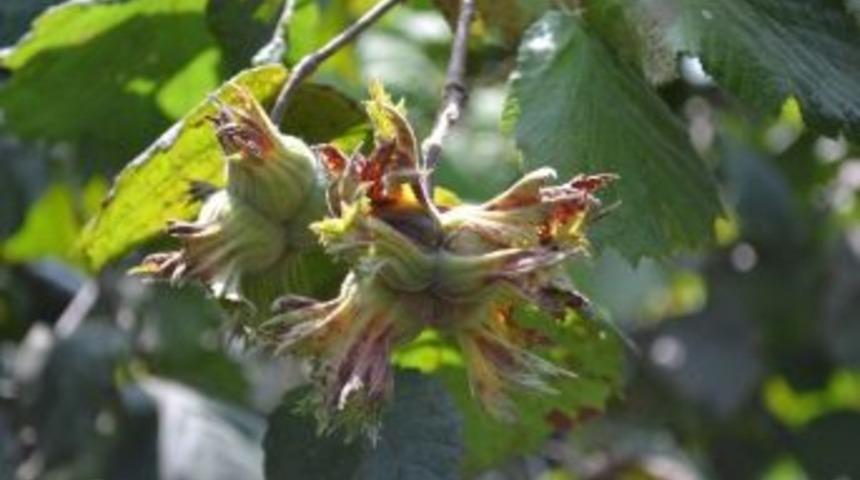 Tzob: &ldquo;fındığın Ger&ccedil;ek Fiyatı 15 Liradır&rdquo;