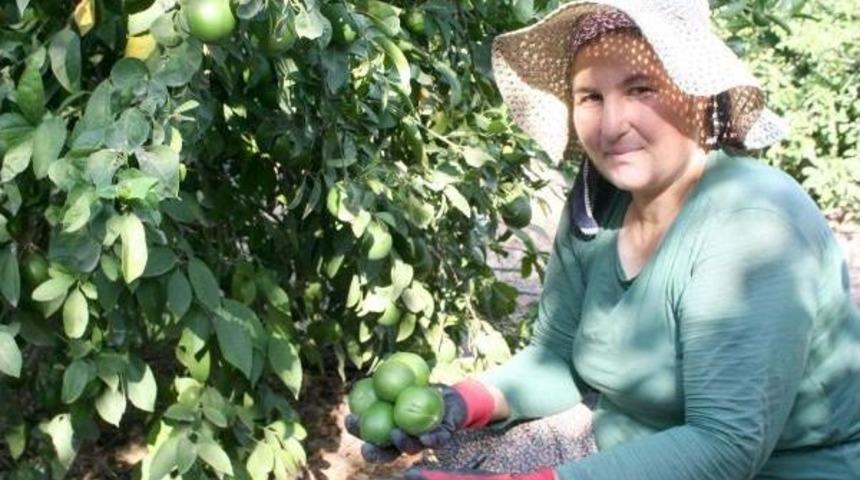 Mersin'de Limon Hasadı Başladı
