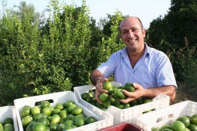 Mersin'de Limon Hasadı Başladı