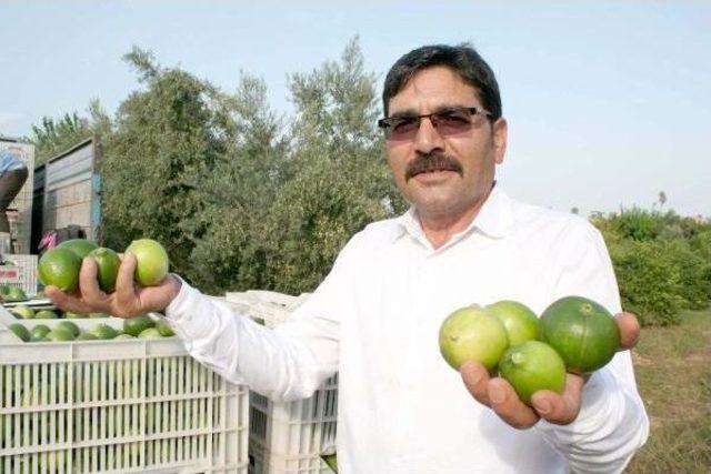 Mersin'de Limon Hasadı Başladı