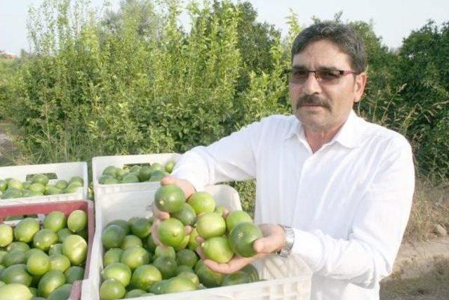 Mersin'de Limon Hasadı Başladı