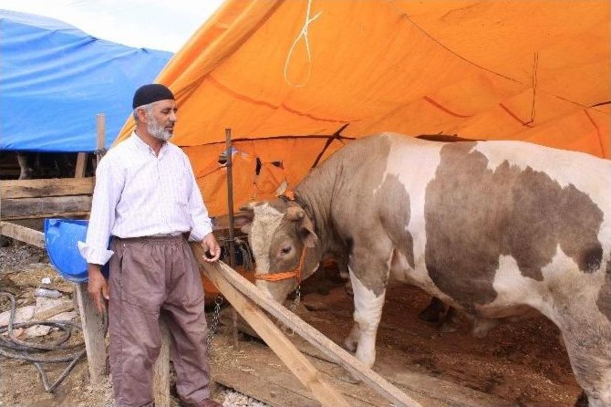(&ouml;zel Haber) İzmit&rsquo;te Kurbanlık Satıcılarından Fiyat Garantisi
