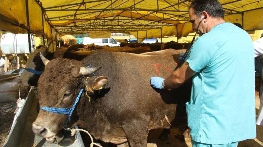 Kartal&rsquo;da Kurbanlık Hayvanlar Sağlık Kontrol&uuml;nden Ge&ccedil;irildi
