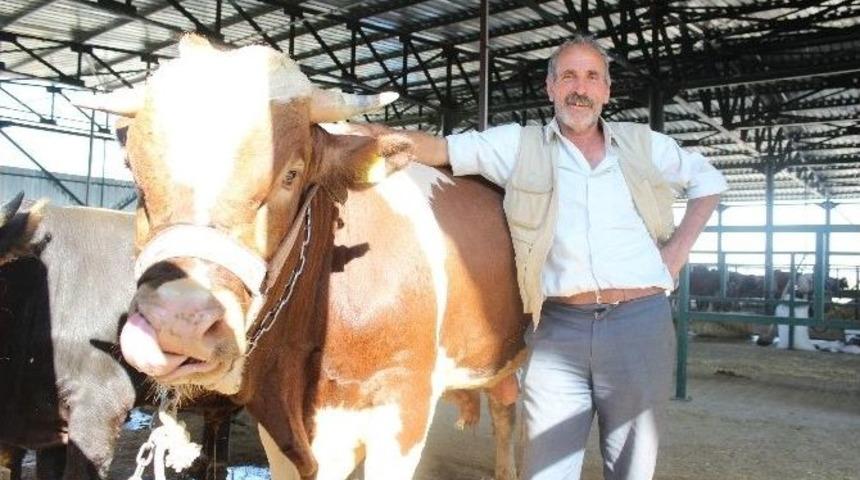 (&ouml;zel Haber) 1 Yıllık Emekli Maaşına Kurbanlık