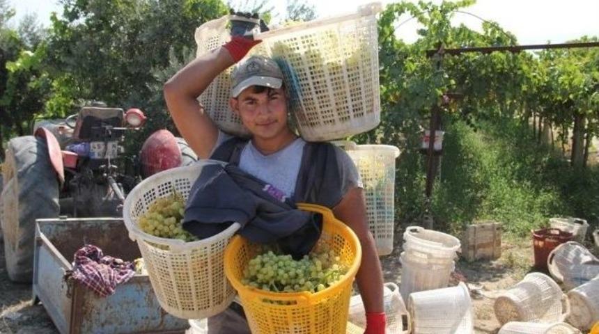 &Uuml;z&uuml;m Herk&uuml;l&rsquo;&uuml; G&ouml;renleri Şaşırtıyor