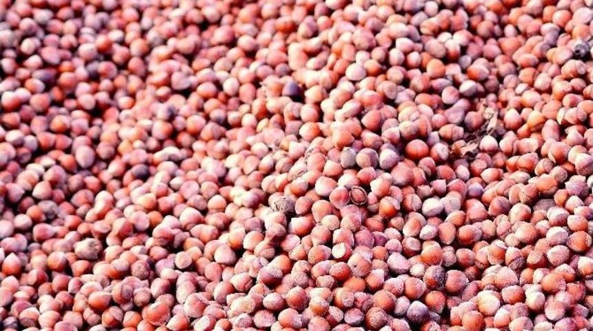 Fındık &Uuml;reticisi Umduğunu Bulamadı