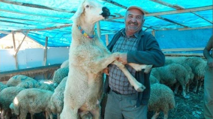 Tokat&rsquo;ta 2 Bin 500 Tl&rsquo;lik Ko&ccedil;