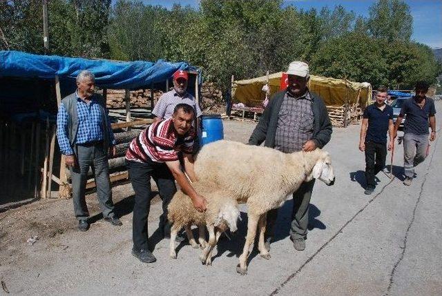 Tokat’ta 2 Bin 500 Tl’lik Koç