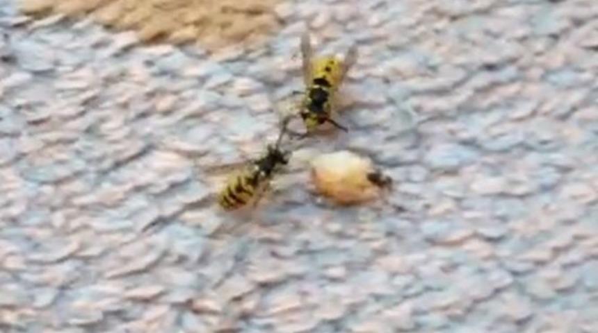 Karınca İle Arının Ekmek Kavgası