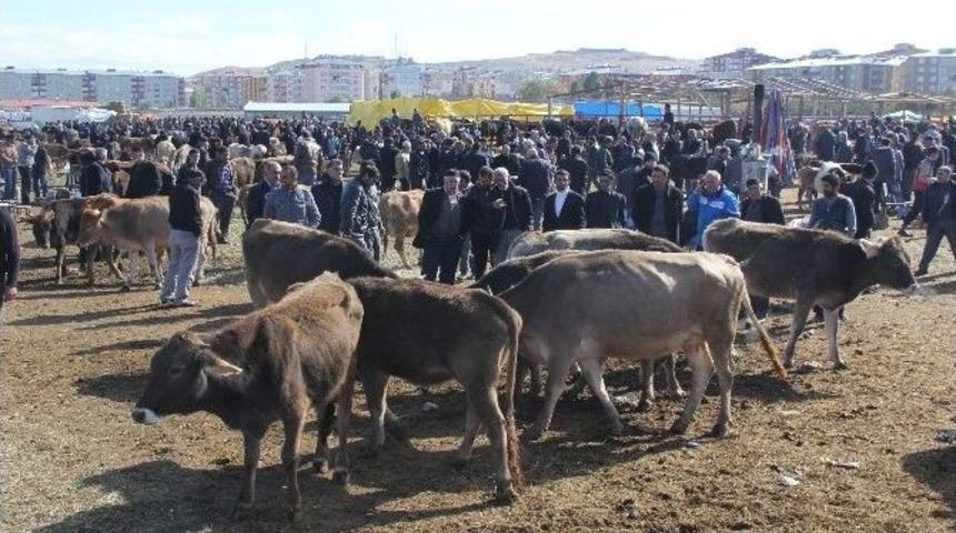 Kurbanlıklar Pazara İndi