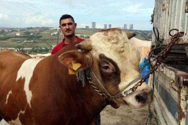 Samsun Kasaplar Odası: Marketlerin Kurban Satması Ve Kredi Kartına Taksit Bizi Olumsuz Etkiliyor