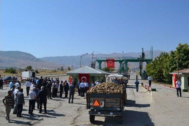 Muş’ta Şeker Pancarı Alımına Başlandı