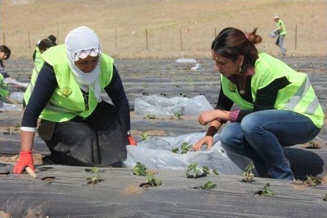 Özalp’ta 20 Bin Çilek Fidesi Ekildi