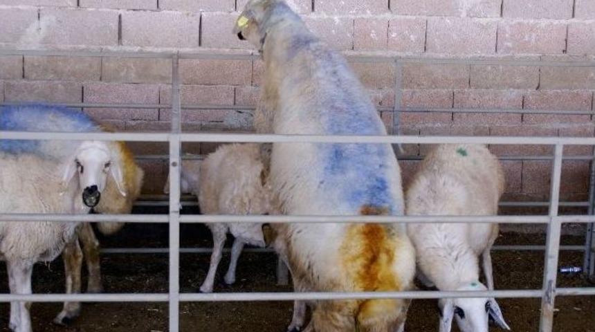 (&ouml;zel Haber) Akraba &Ccedil;iftleşmesi Hayvanlarda Da Sakat Doğum Ve &Ouml;l&uuml;me Neden Oluyor