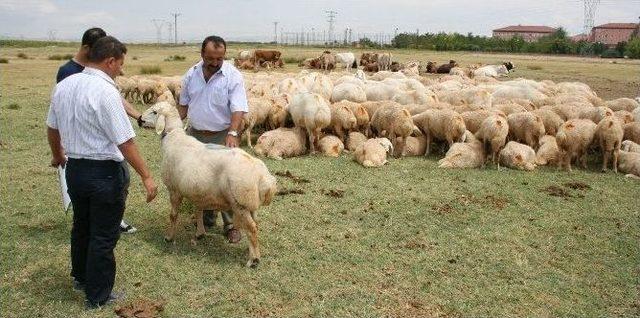 (özel Haber) Akraba Çiftleşmesi Hayvanlarda Da Sakat Doğum Ve Ölüme Neden Oluyor