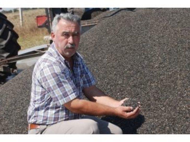 Çerkezköy Yağlı Tohumlar Tarım Satış Kooperatifi 4 Bin 300 Ton Ayçiçeği Alımı Yaptı