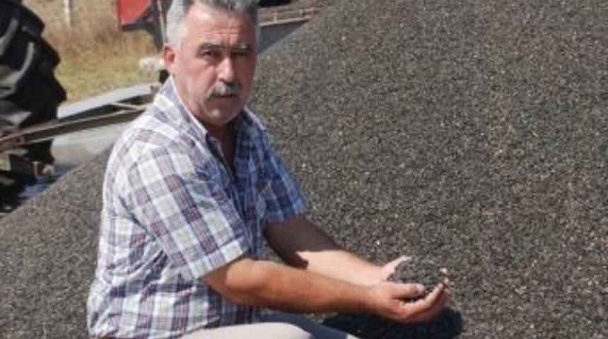 &Ccedil;erkezk&ouml;y Yağlı Tohumlar Tarım Satış Kooperatifi 4 Bin 300 Ton Ay&ccedil;i&ccedil;eği Alımı Yaptı