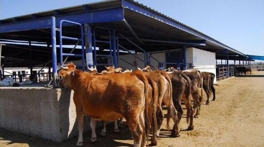 Afyonkarahisar’da Hayvan Pazarı Boş