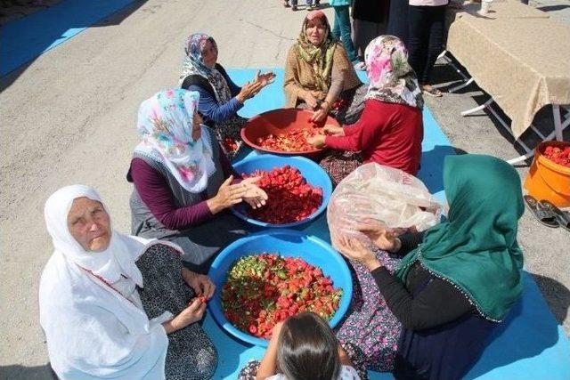 Cırgalan Biberi Dünya Markası Olacak