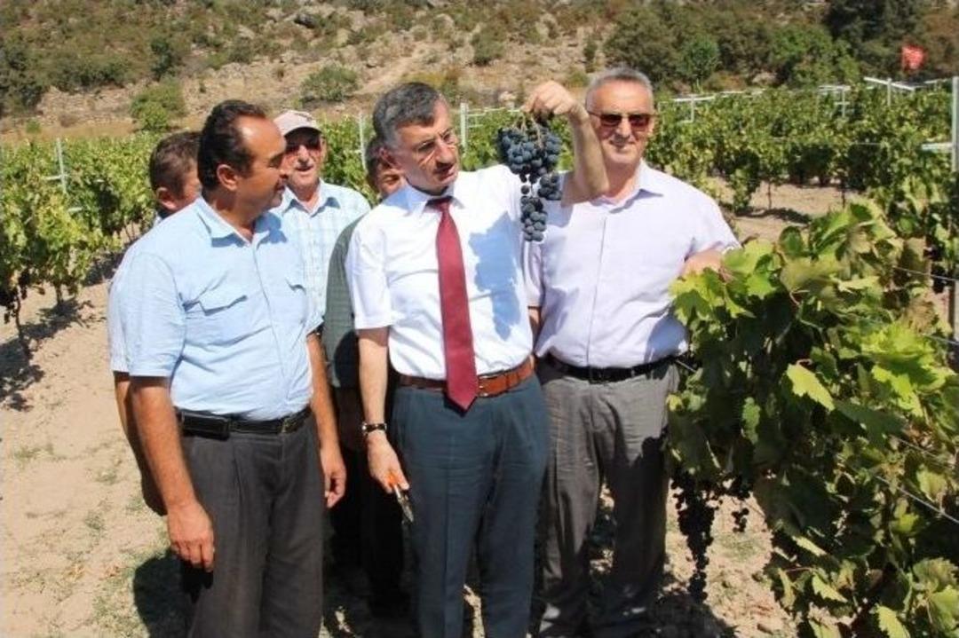 Manisa&rsquo;da Organik Sofralık &Uuml;z&uuml;m Yetiştiriciliği Yaygınlaşıyor