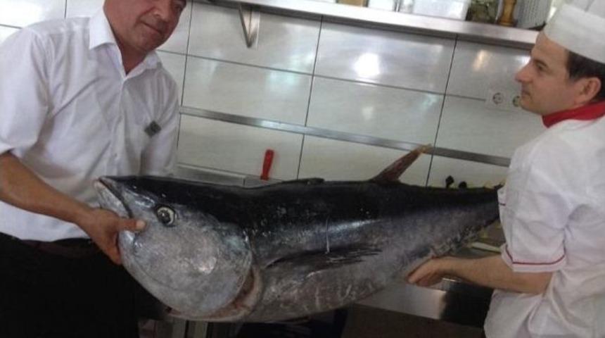 Karadeniz&rsquo;de 50 Kg Ağırlığında Orkinos Yakalandı