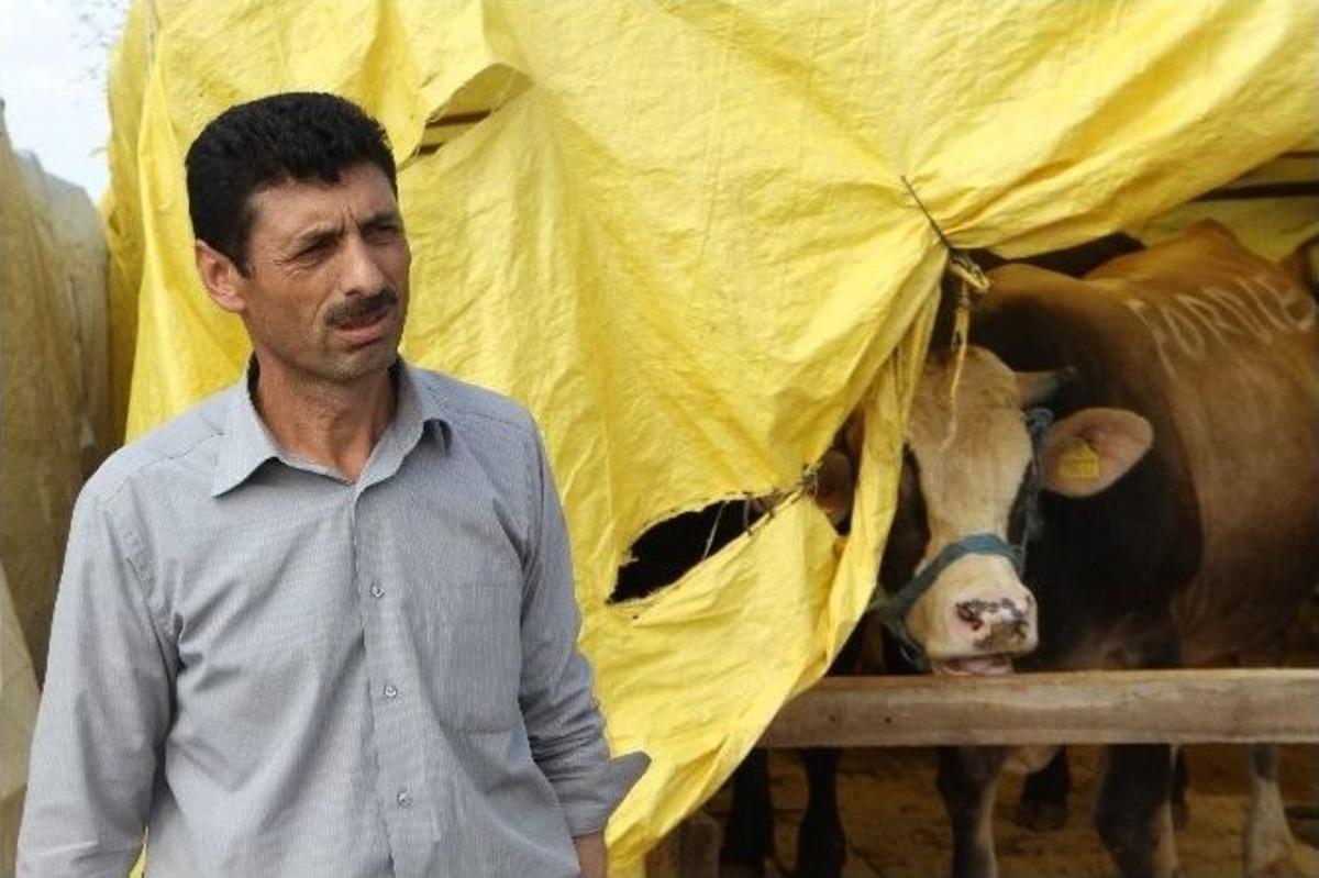 (&ouml;zel Haber) Sivaslı &Ccedil;oban, Kurbanlıklarını T&uuml;rk&uuml;yle Yetiştiriyor