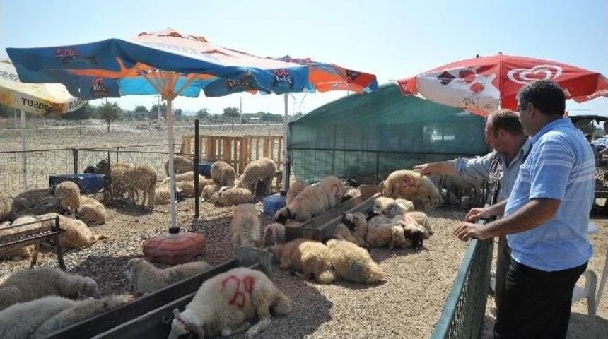 Kurban Pazarlarında Hem Vatandaşlar, Hemde Satıcılar Memnun