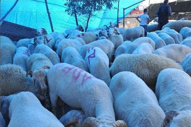 Kurban Pazarlarında Hem Vatandaşlar, Hemde Satıcılar Memnun