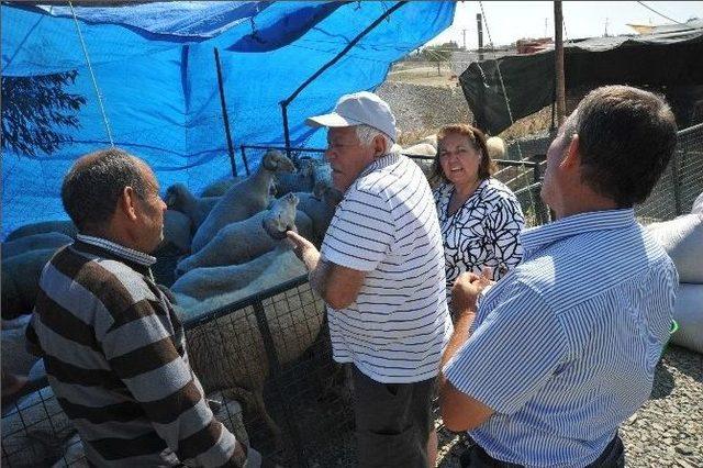 Kurban Pazarlarında Hem Vatandaşlar, Hemde Satıcılar Memnun