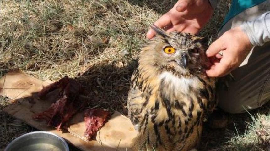 Hasta Puhuya Bebek Ilgisi