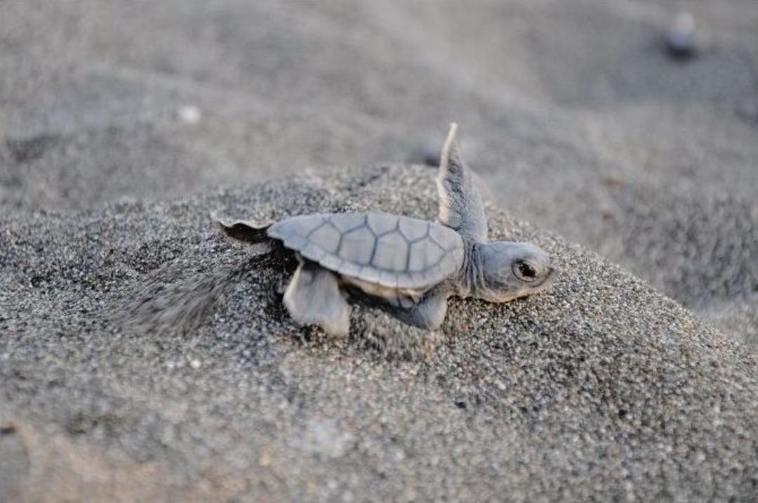 20 Bin Yavru Deniz Kaplumbağası Akdenize Kula&ccedil; Attı