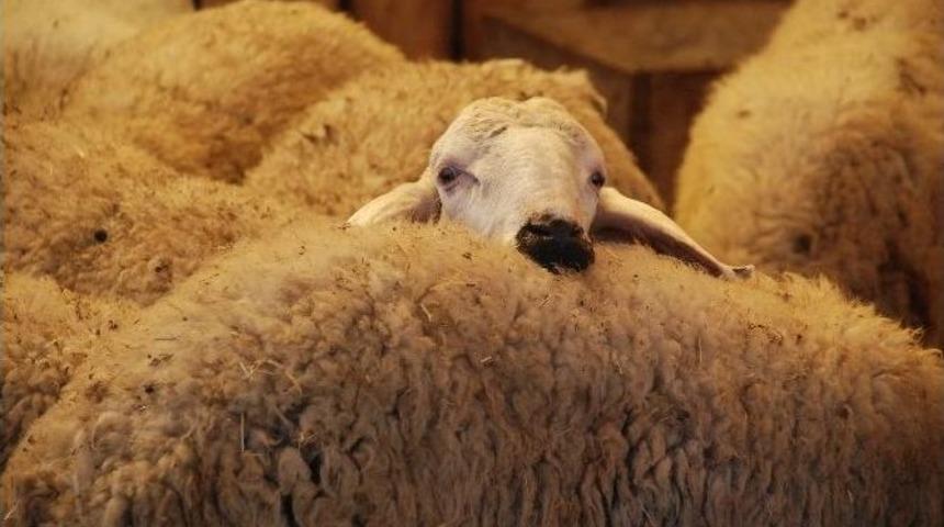 Tokat&rsquo;ta Kurbanlık Fiyatları Y&uuml;kseldi