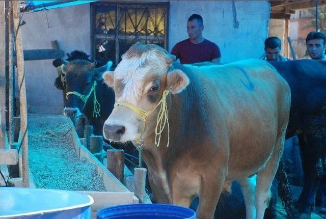 Tokat’ta Kurbanlık Fiyatları Yükseldi